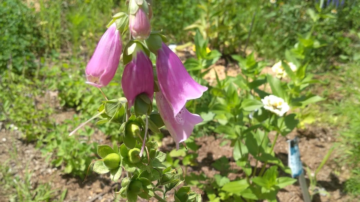 Tall foxglove flower spikes in a garden bed