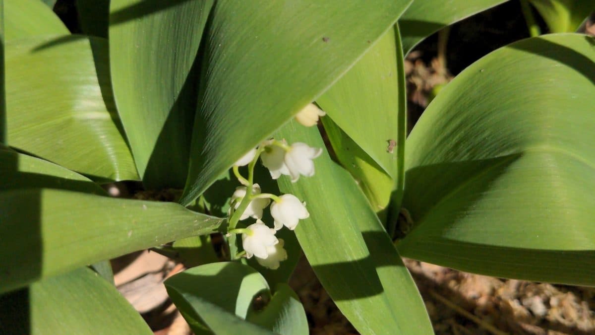 Lily of the valley with small white bell flowers