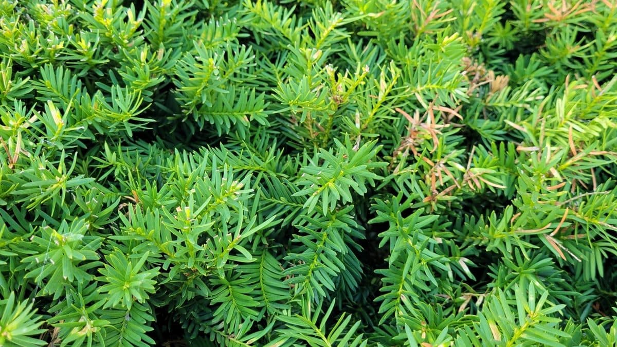 Dense green yew foliage