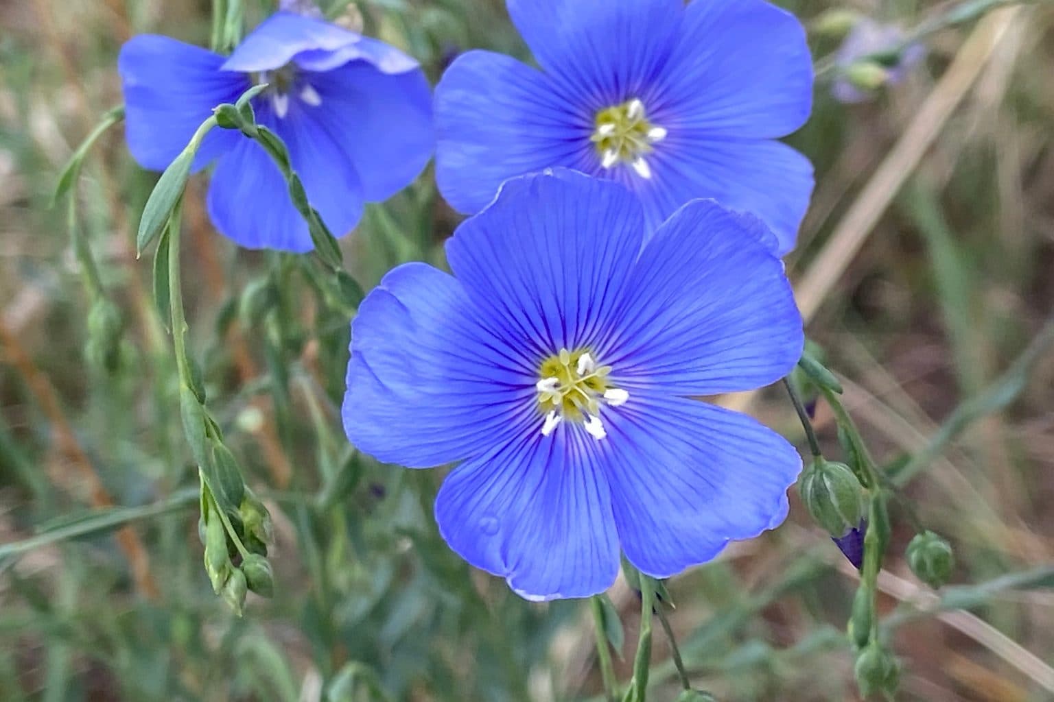 Sky-blue flax flowers on wiry stems