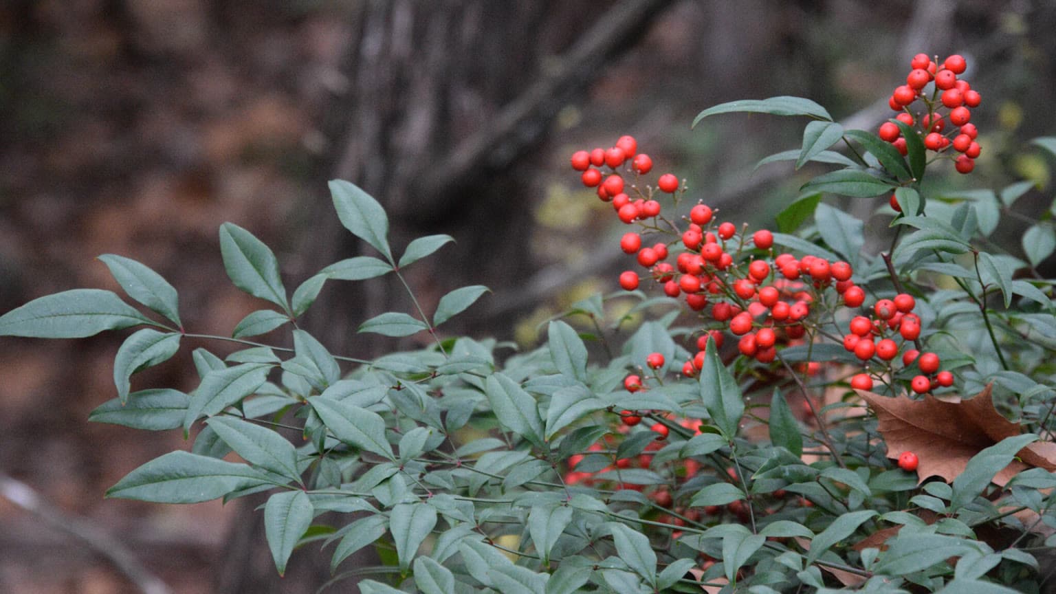 Nandina branch with a drooping cluster of bright red berries above fine compound leaves