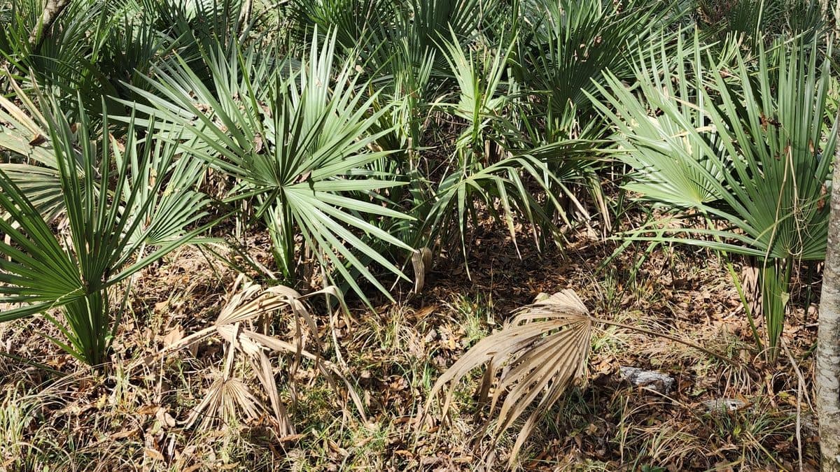 Fan-shaped dwarf palmetto fronds