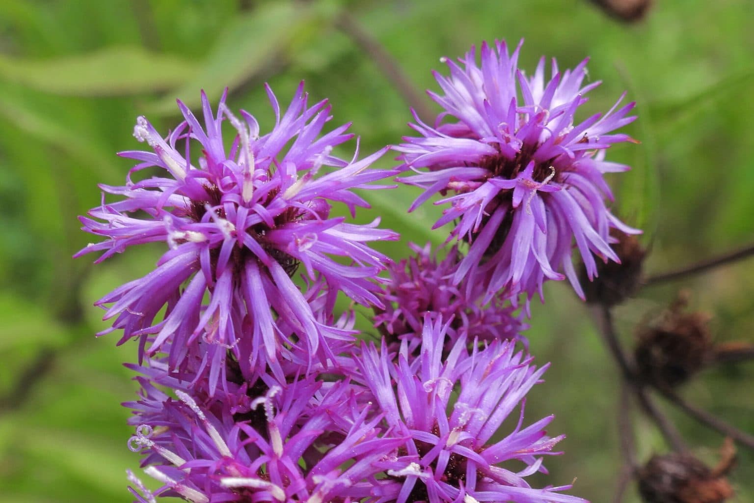 Purple New York ironweed flower heads