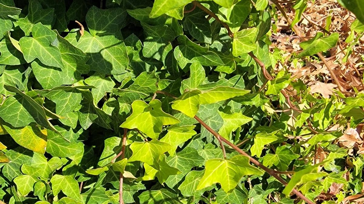 English ivy spreading over the ground in shade