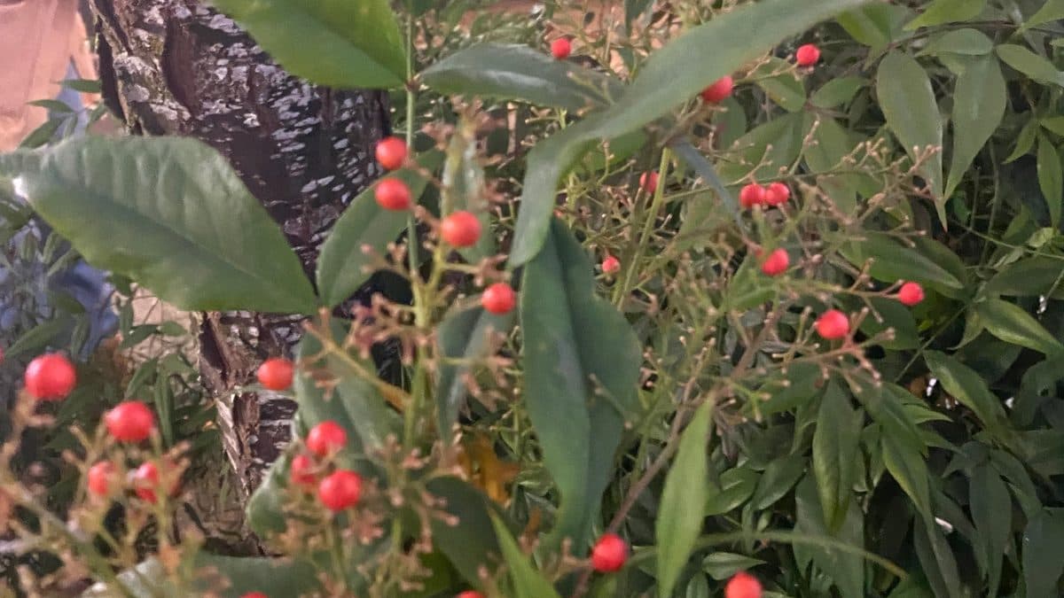 Nandina with clusters of red berries