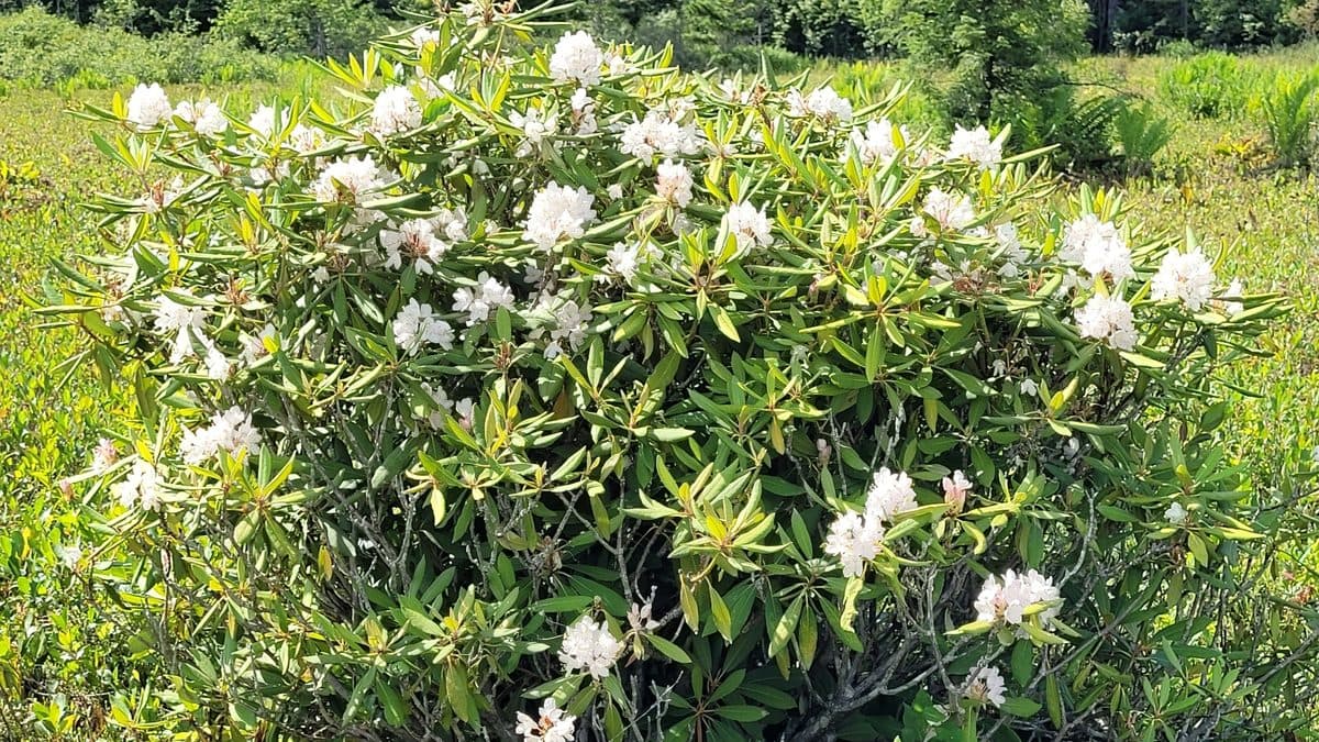 A rhododendron shrub covered in white blooms