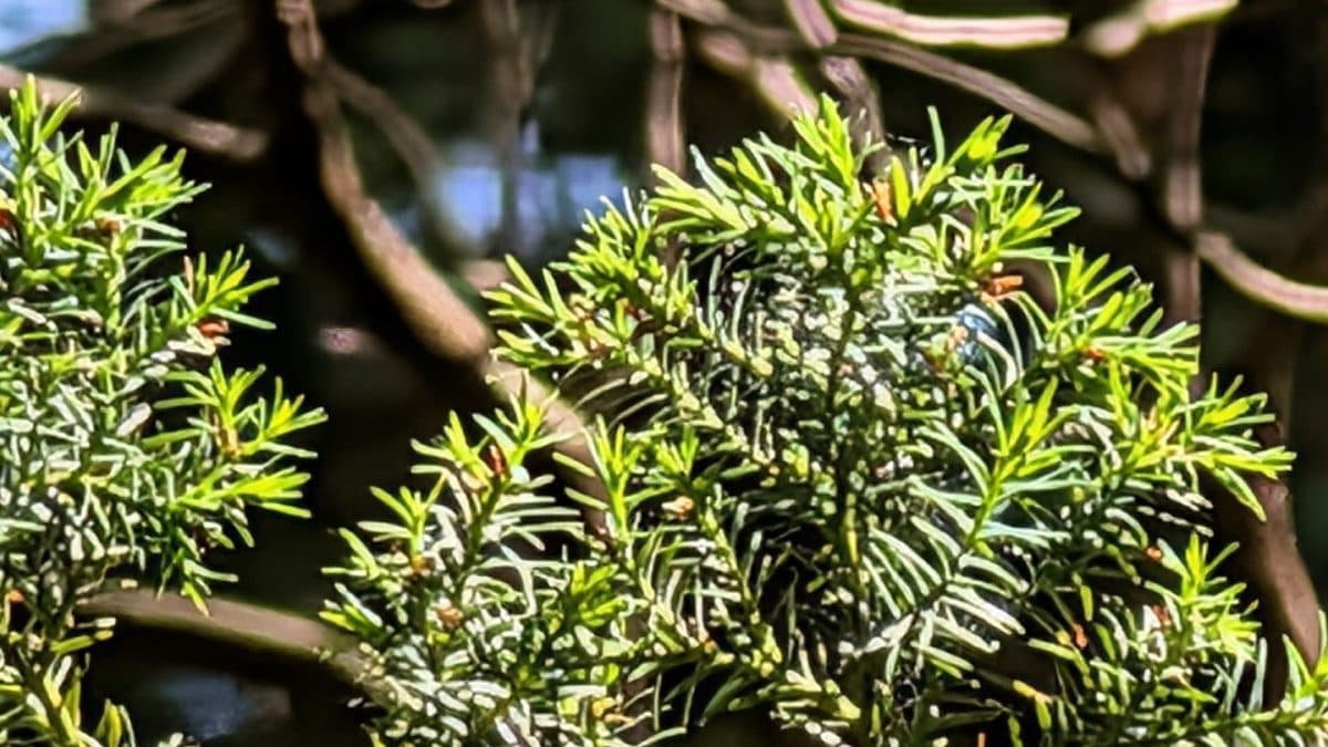 Yew branches with flat needles