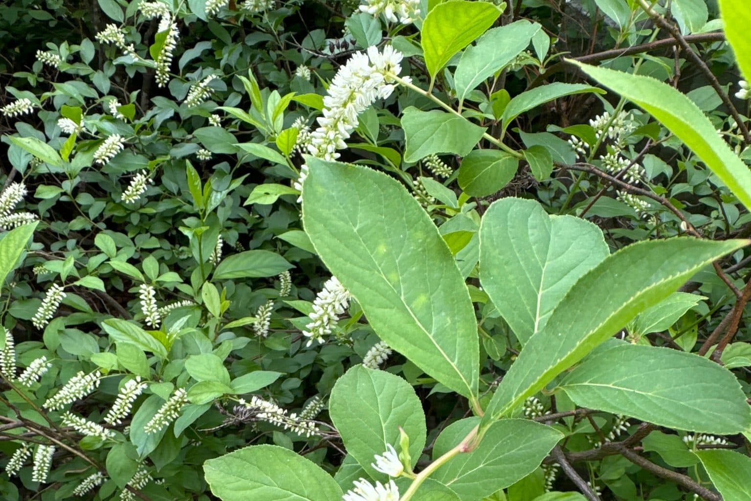 Virginia sweetspire with white bottlebrush flower spikes among green leaves