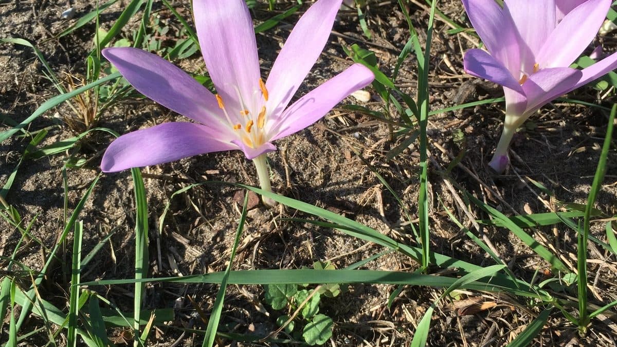 Lilac autumn crocus flowers rising from bare soil