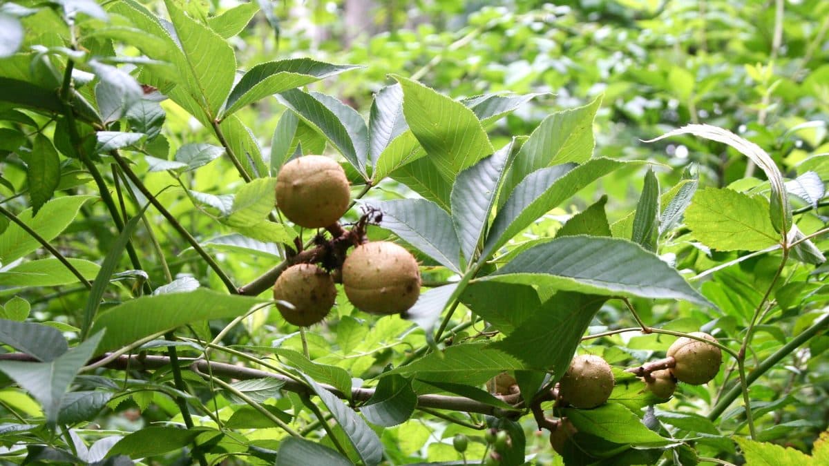 Ohio buckeye leaves with round seed husks