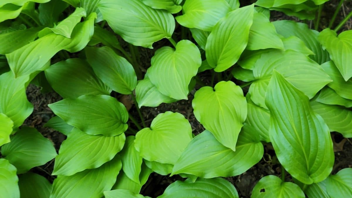 Hosta with broad green leaves in a shaded bed