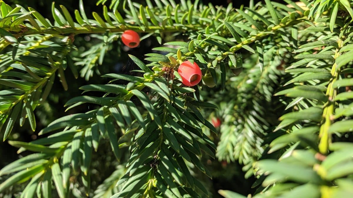 Yew needles with red berry-like arils