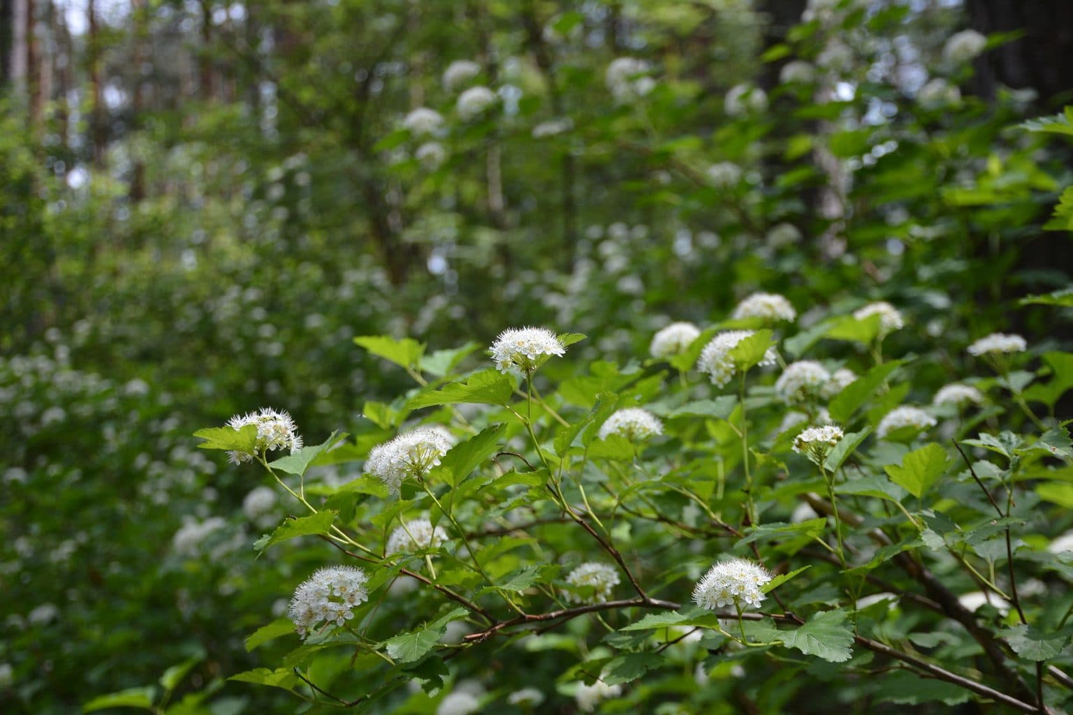 A ninebark shrub with round white flower clusters at a woodland edge