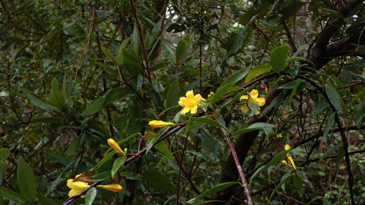 Yellow Carolina jessamine flowers on a vine among shrubs