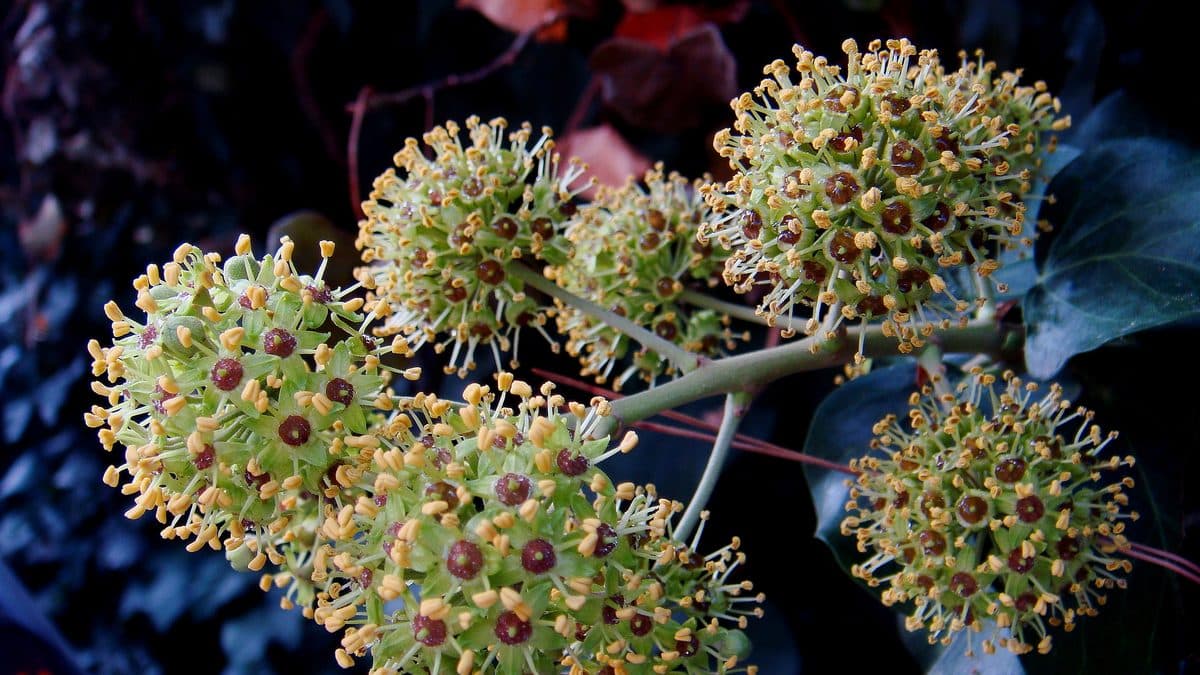 English ivy flower clusters on a stem