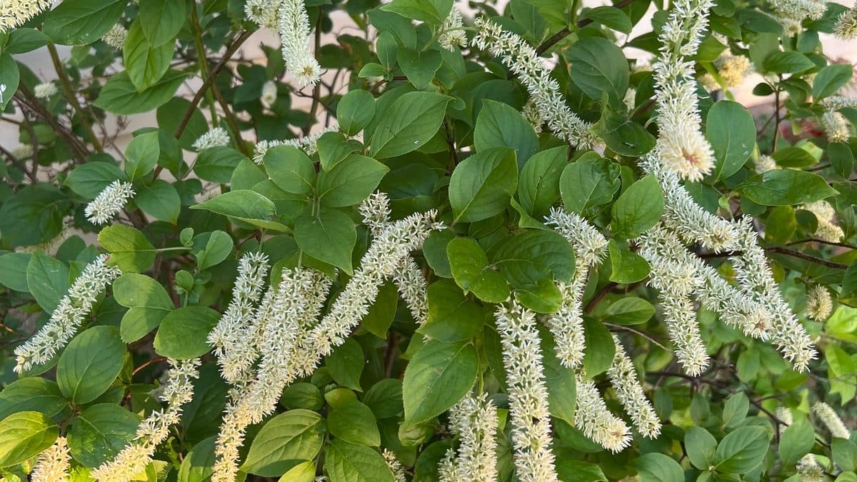 A Virginia sweetspire shrub covered in white flower spikes