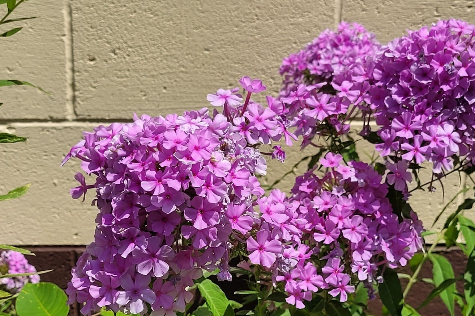 A large clump of purple garden phlox against a block wall