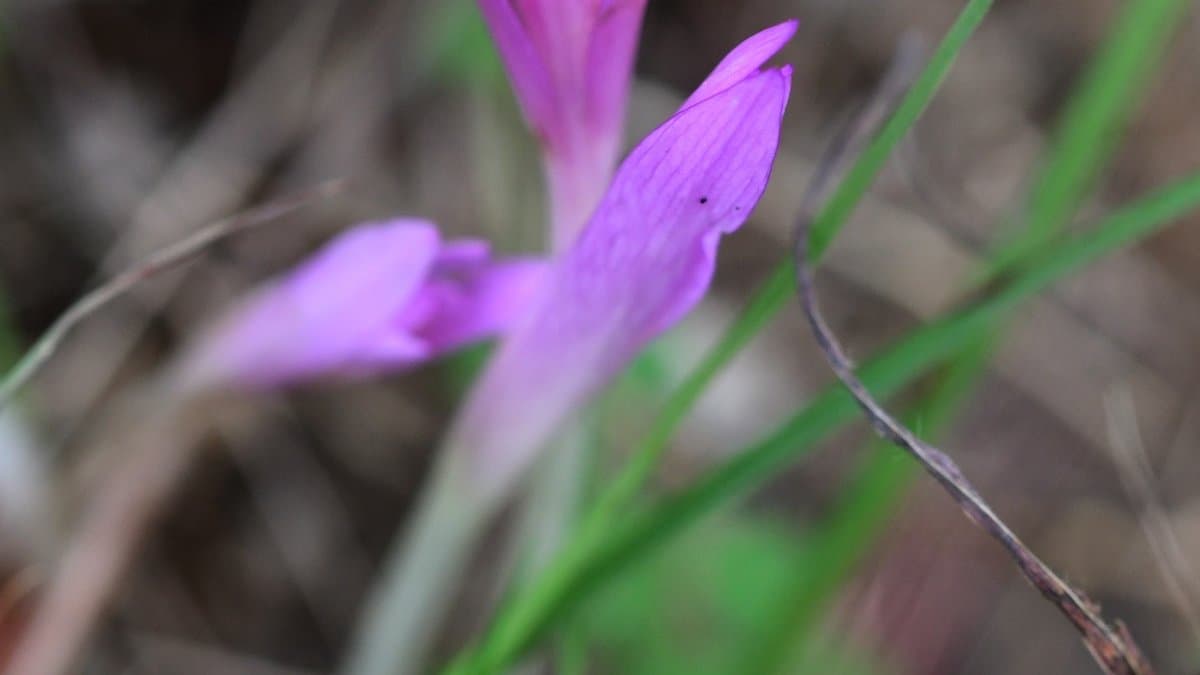 Close-up of a single purple Autumn Crocus flower with an orange center