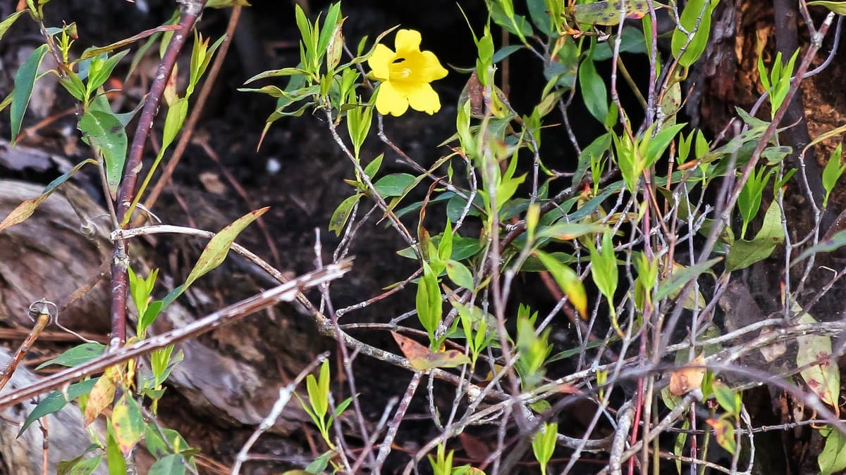 A yellow trumpet-shaped Carolina Jessamine flower on a thin vine