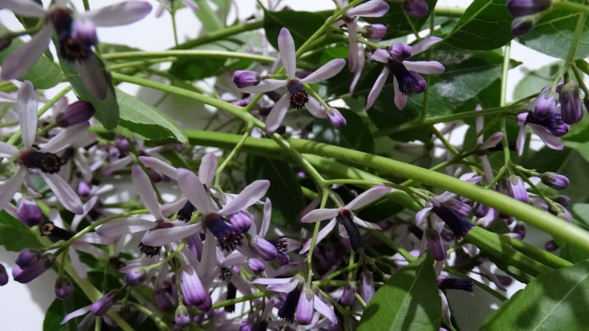 Chinaberry tree branch with clusters of small lilac, star-shaped flowers