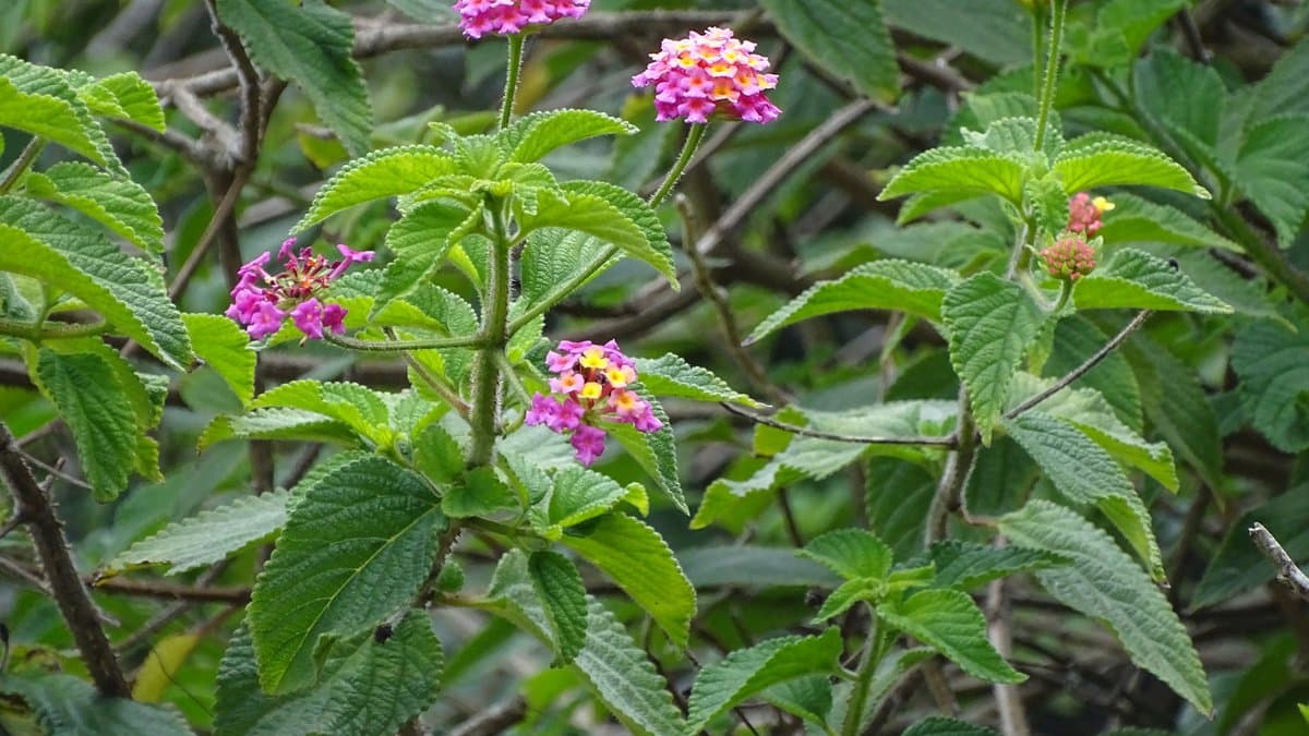 Lantana camara with small clustered flowers in shades of pink, orange, and yellow