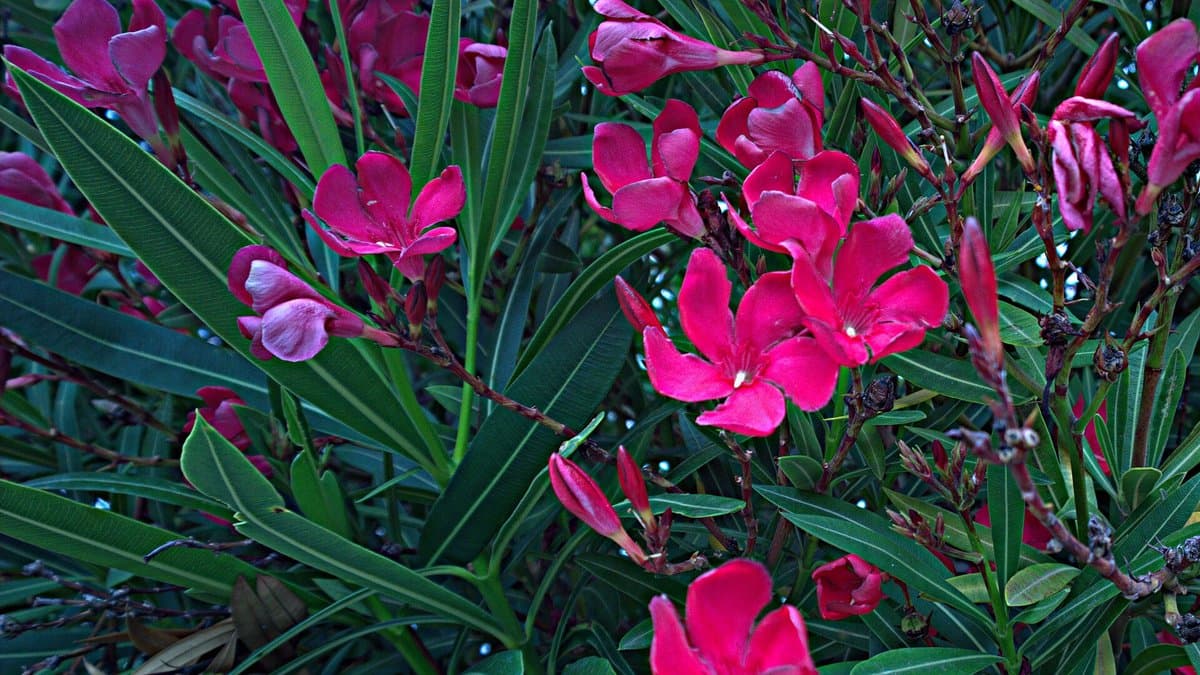 Oleander shrub with clusters of bright pink-red flowers and narrow leaves