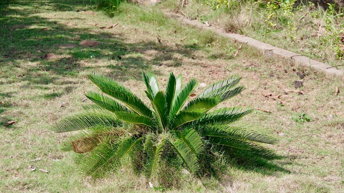 A small Sago Palm with dark green fanned fronds growing in a lawn