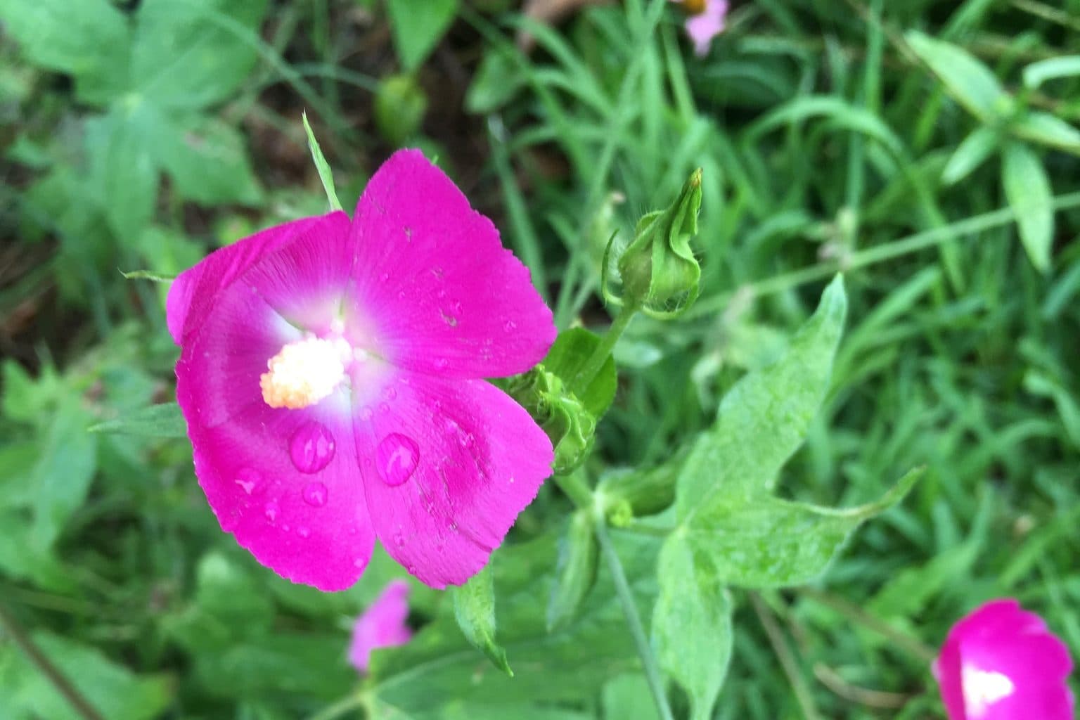 A magenta winecup flower with water drops among green leaves