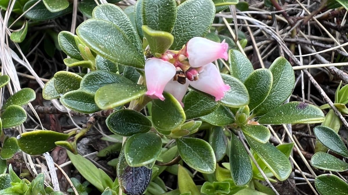 Pale pink kinnikinnick bell flowers among glossy leaves