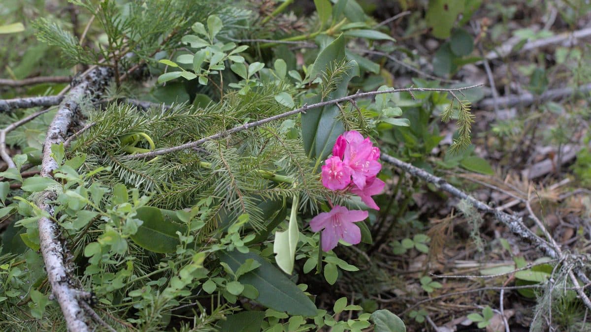 A pink Pacific rhododendron bloom among forest branches