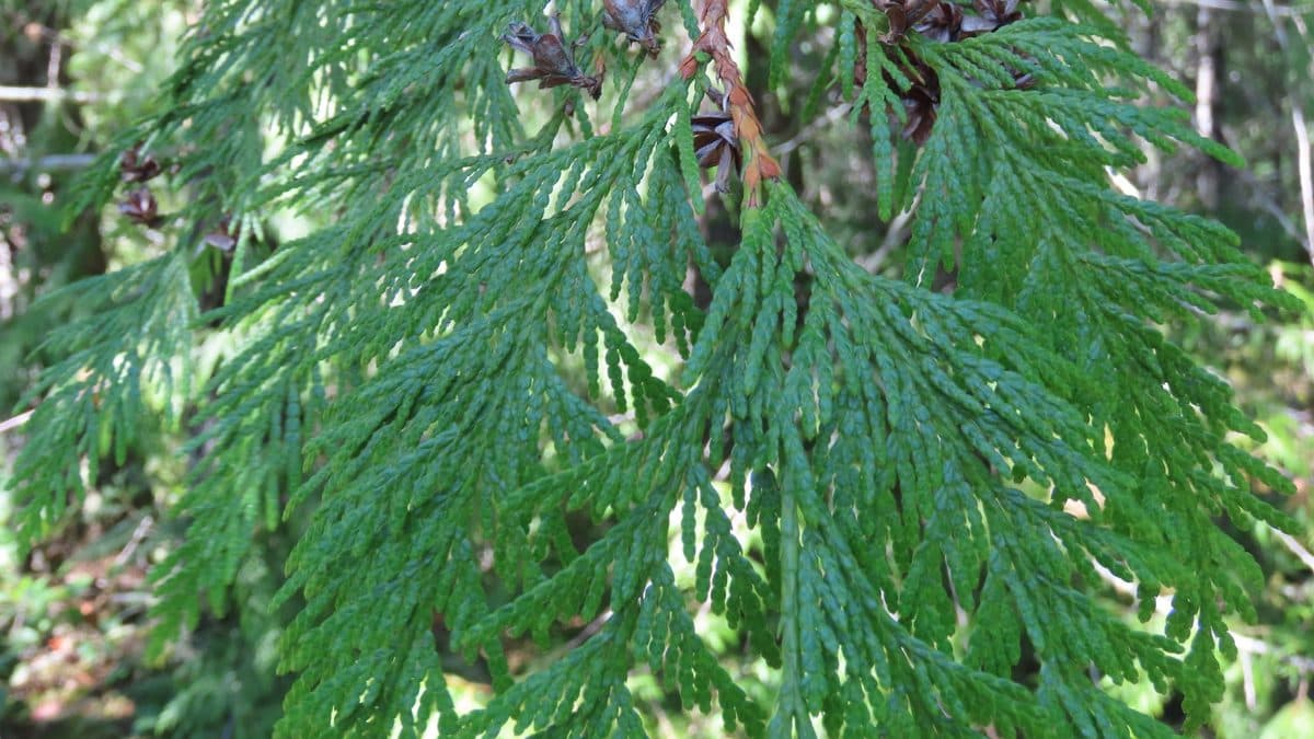 Drooping sprays of western red cedar foliage