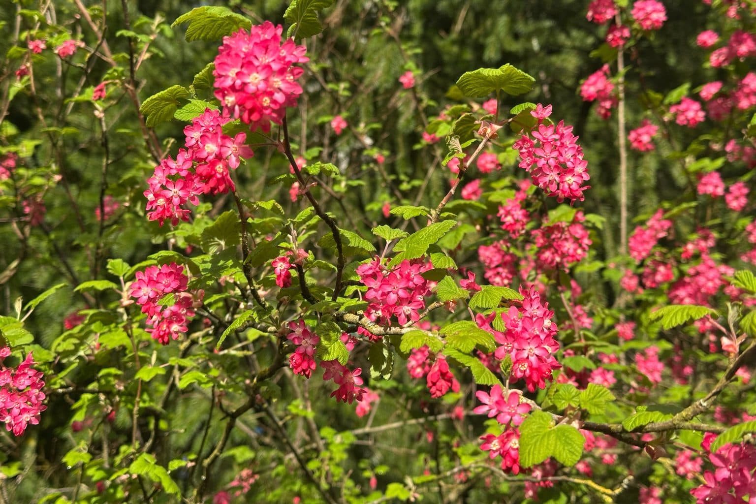Red-flowering currant covered in pink flower clusters