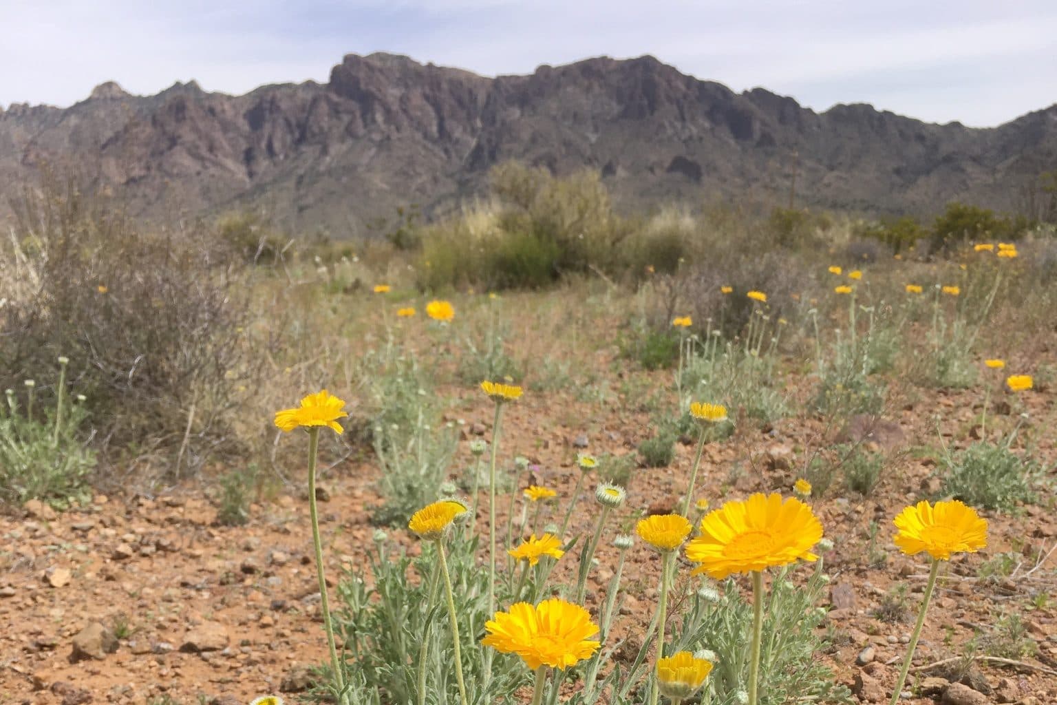 Desert marigolds in bloom below desert mountains