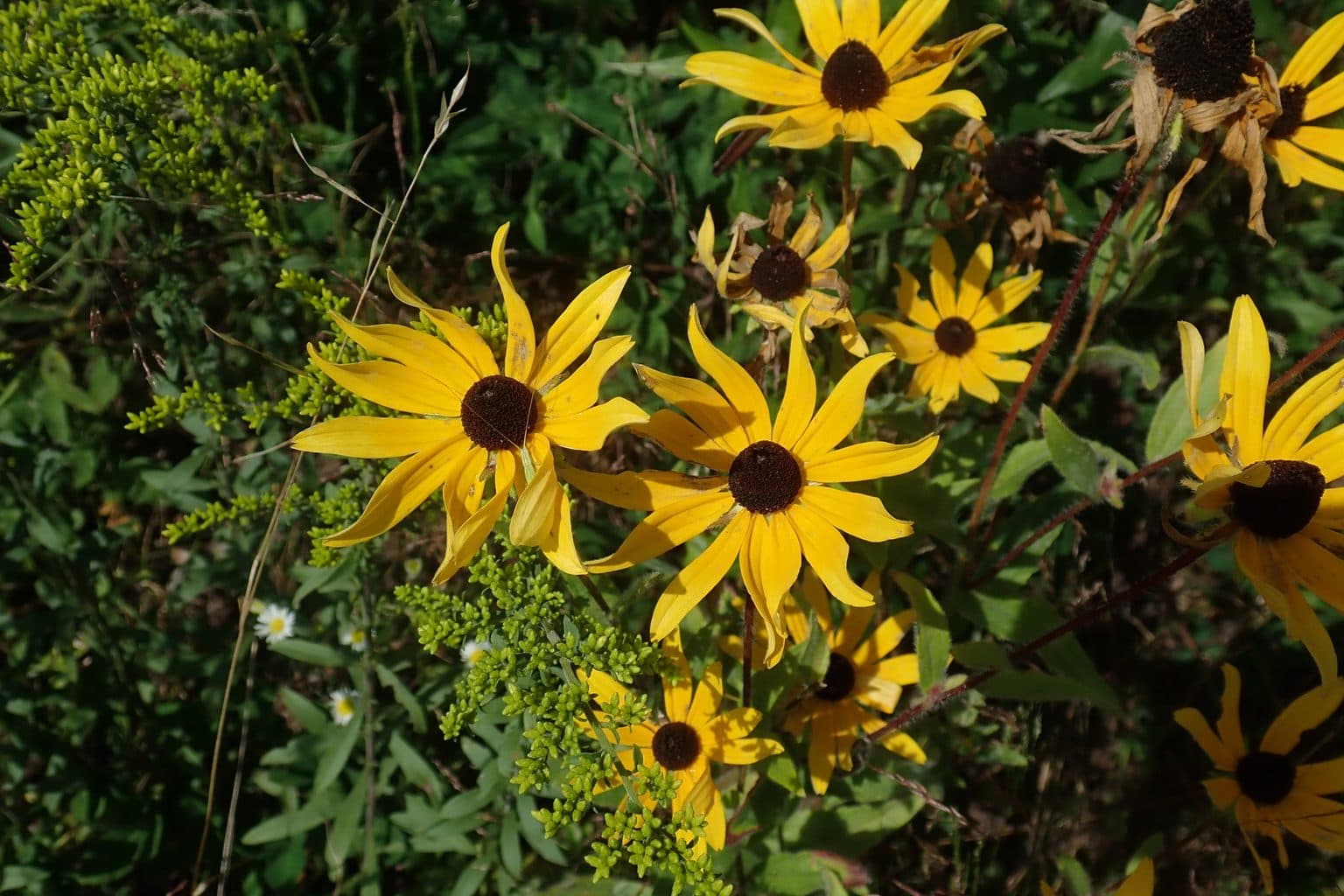 A stand of black-eyed Susan blooming in a sunlit meadow, a species native to Alabama and the Southeast
