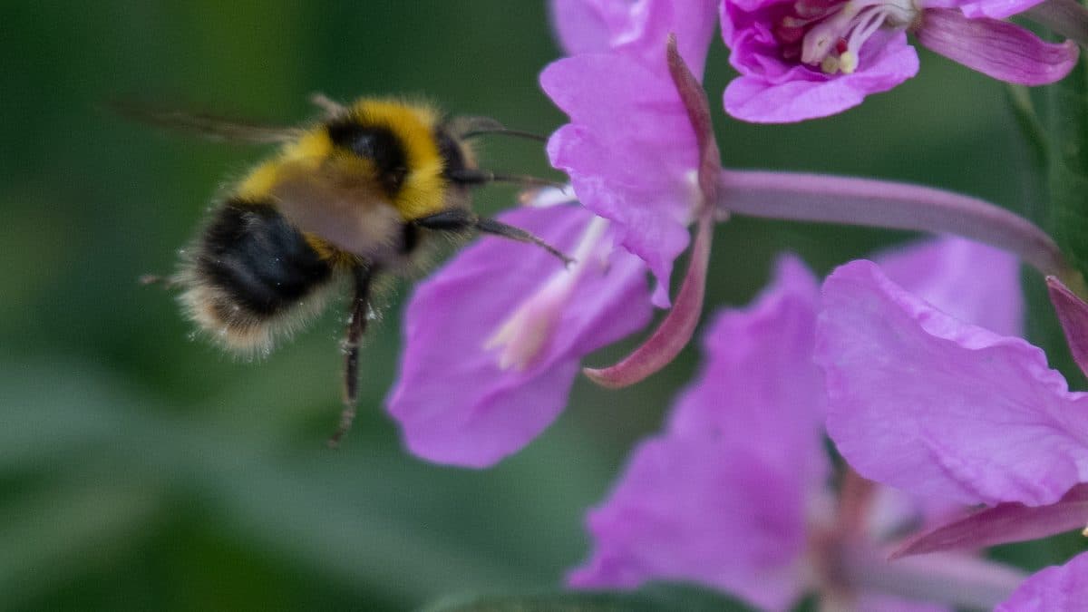 A yellow and black bumble bee flying toward pink fireweed flowers