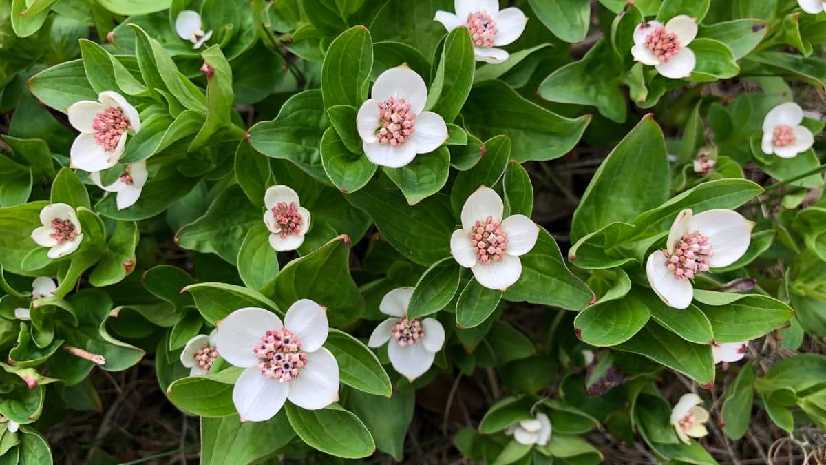 A mat of bunchberry with white four-petaled flowers over glossy green leaves