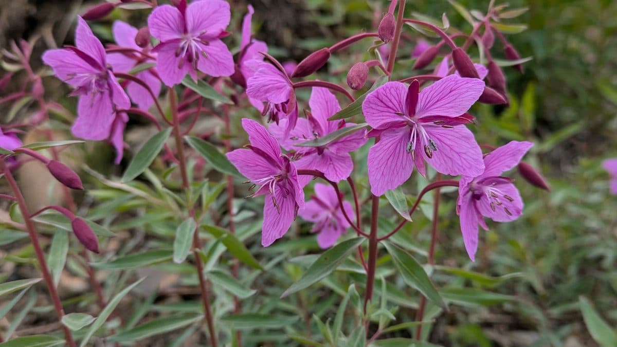 Bright magenta dwarf fireweed flowers on reddish stems with narrow gray-green leaves
