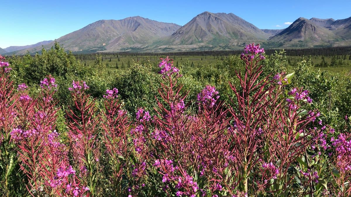 Tall magenta fireweed spikes in front of green tundra and bare brown mountains