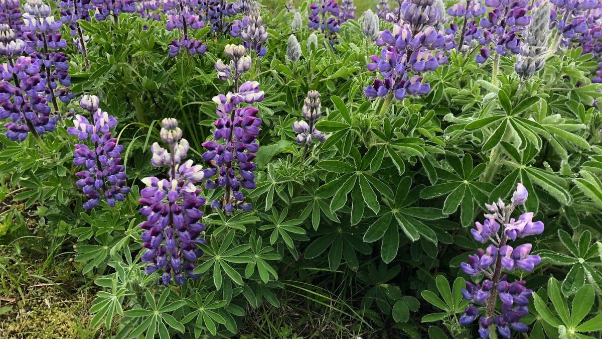 Purple and white Nootka lupine flower spikes above dense green leaves