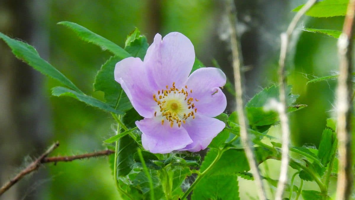 A single pale pink prickly rose flower with a yellow center against green leaves