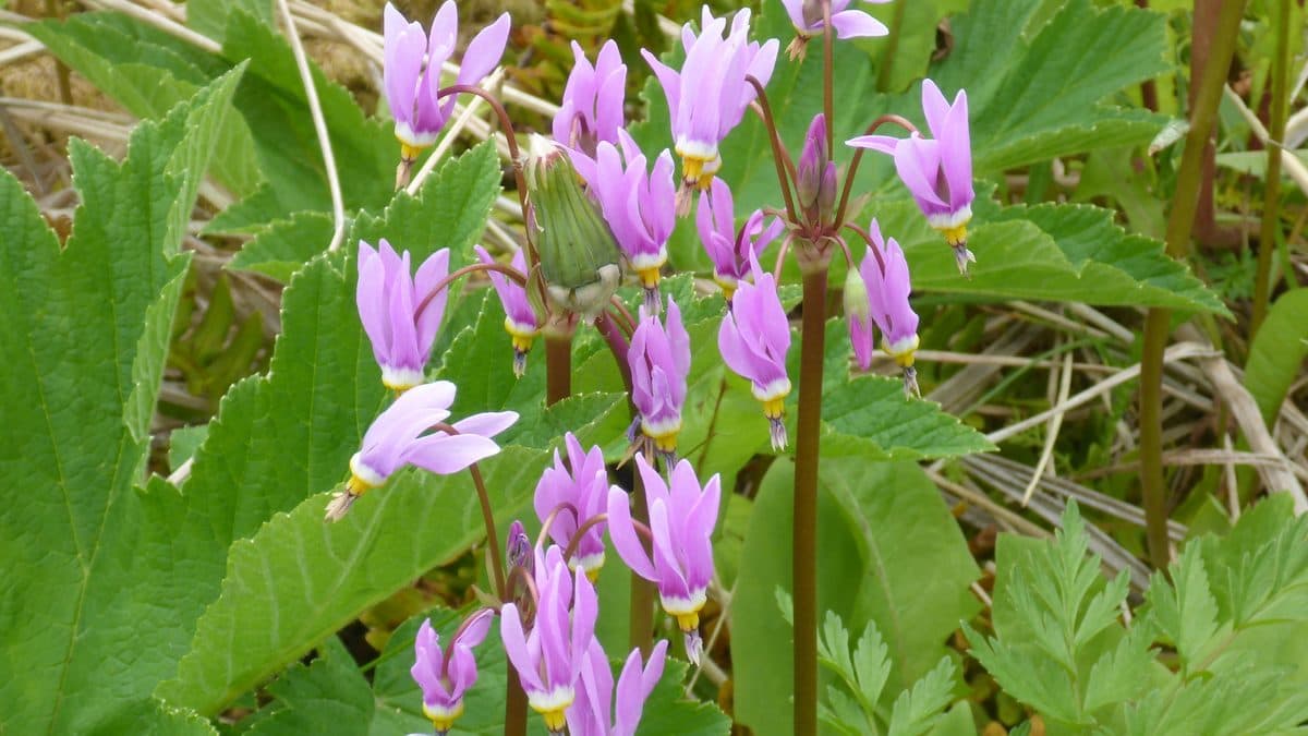 Pink shooting star flowers with swept-back petals among green leaves