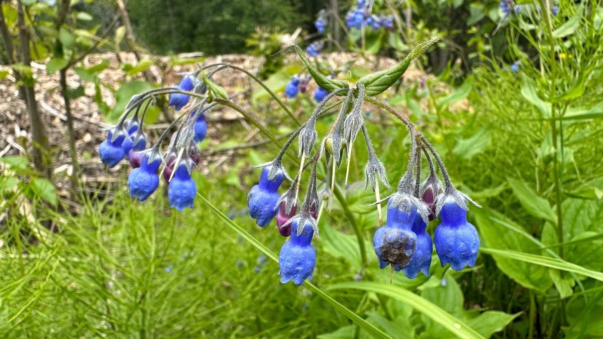 Clusters of nodding blue tall bluebell flowers on arching stems