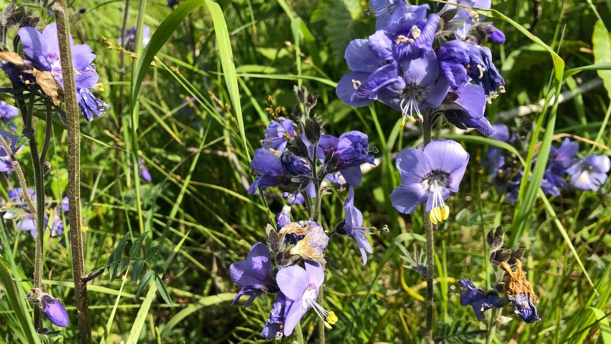 Blue-violet tall Jacobs-ladder flowers among green grass