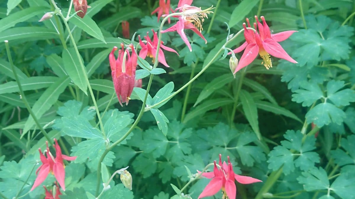 Red and yellow western columbine flowers nodding over blue-green leaves
