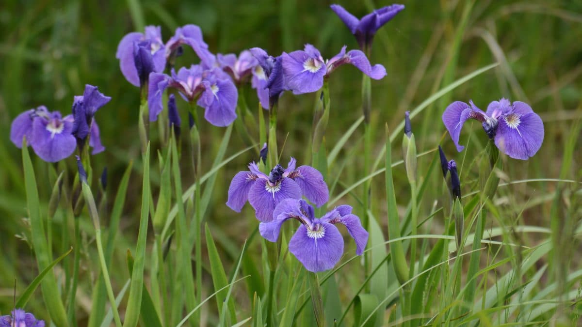 A group of purple wild irises blooming among tall green grass