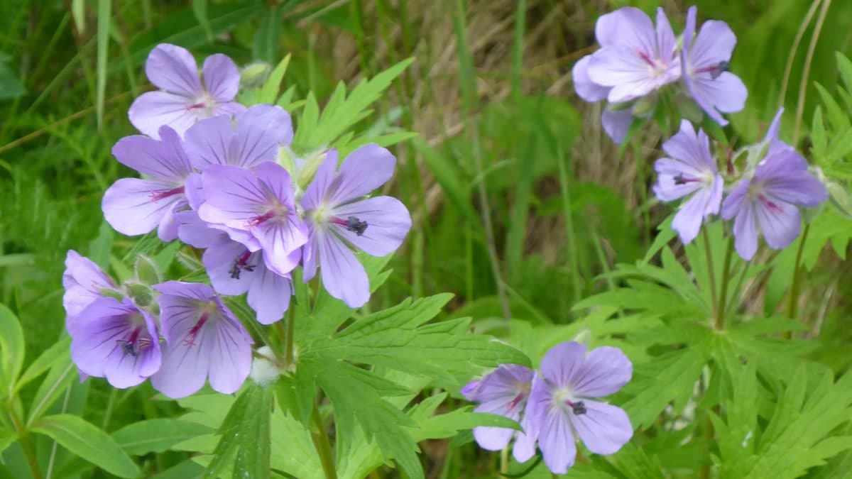 Pale lavender woolly geranium flowers with darker veins over deeply cut leaves