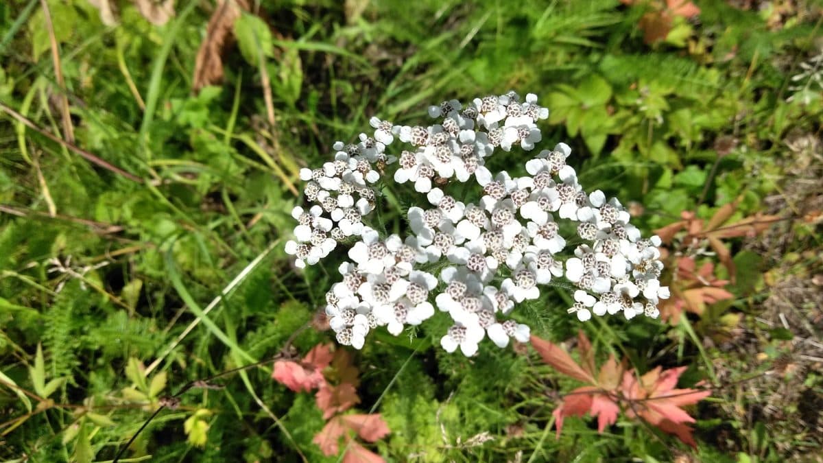 A flat white yarrow flower cluster above green ground cover