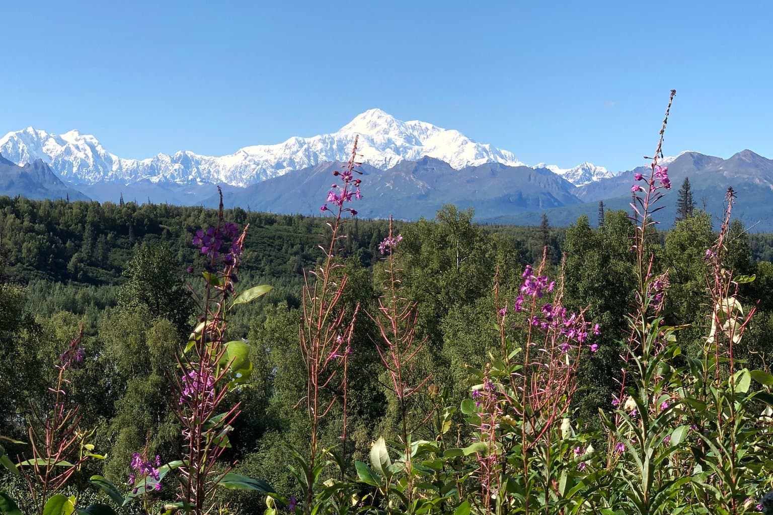 Magenta fireweed spikes above green forest with a snow-covered mountain range on the horizon