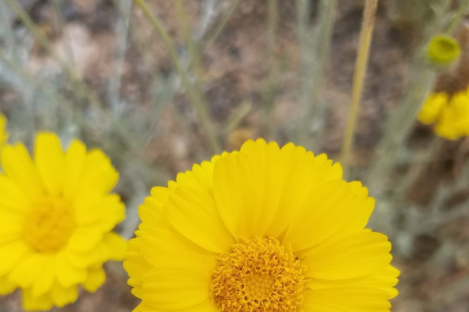 Bright yellow desert marigold flowers