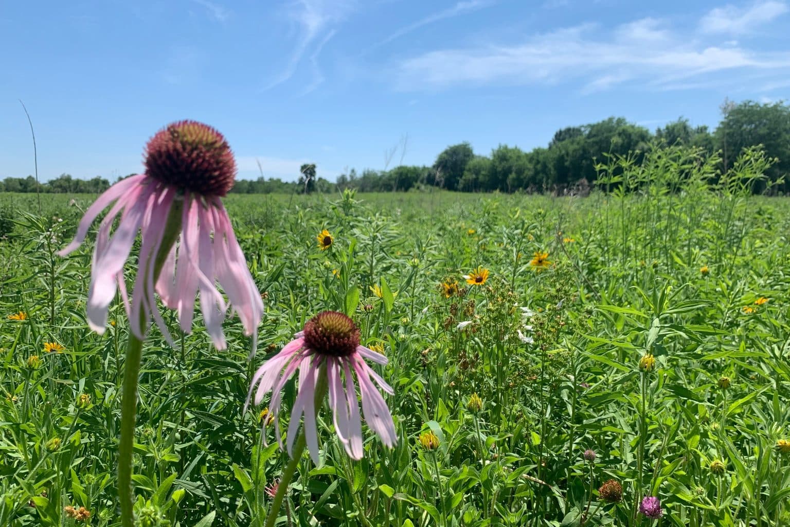 A wide sunny meadow of pale purple coneflower growing in a dense native stand with black-eyed Susans behind